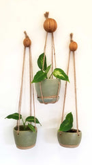 Cherrywood Balls Wall Hooks (3 Pack) - Made to order