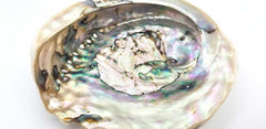 Abalone Shell