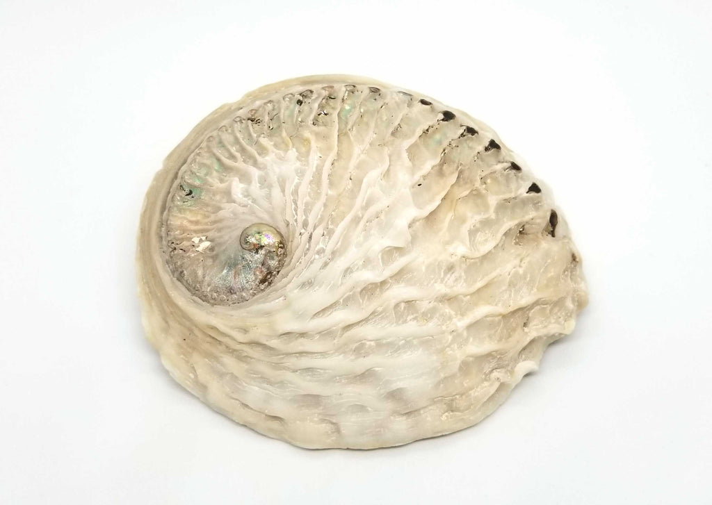 Abalone Shell