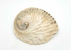 Abalone Shell